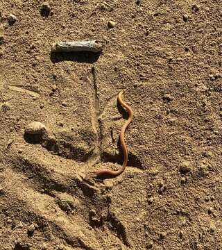 Image of Cuvier's Legless Skink