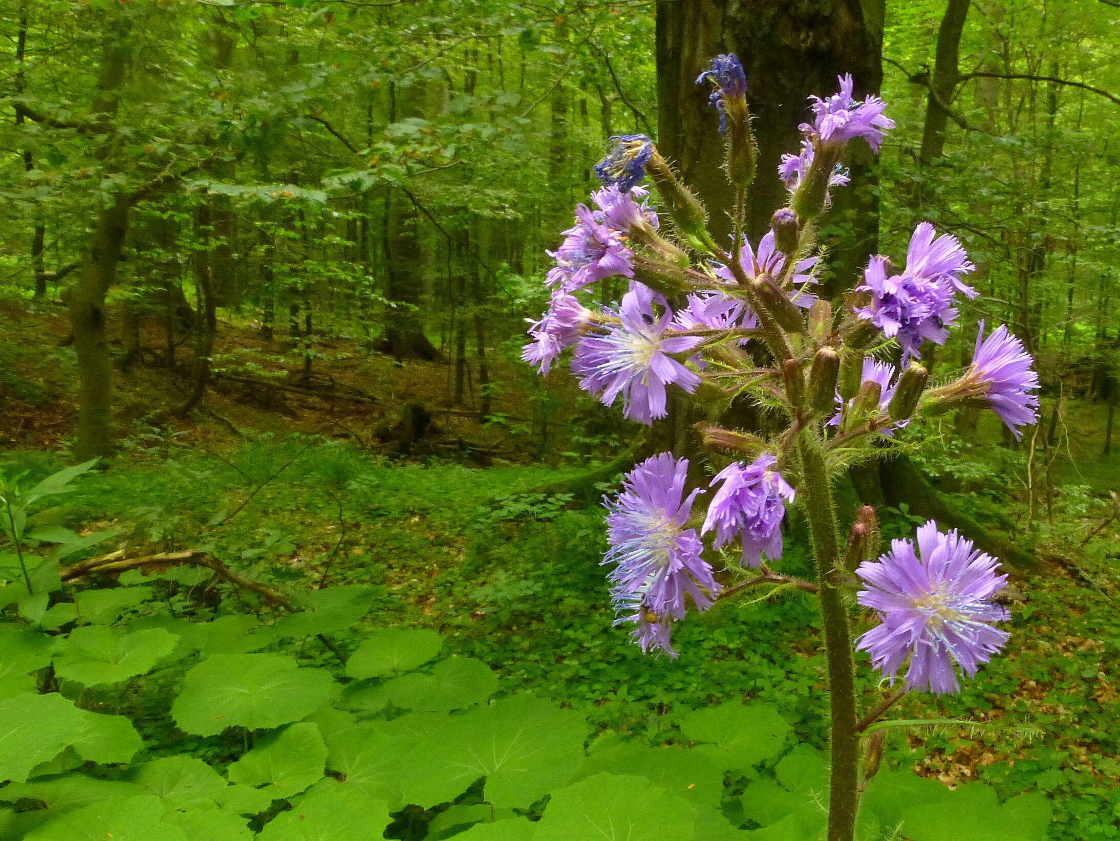 Image de Cicerbita alpina (L.) Wallr.