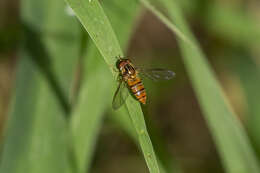 Image of Episyrphus viridaureus (Wiedemann 1824)