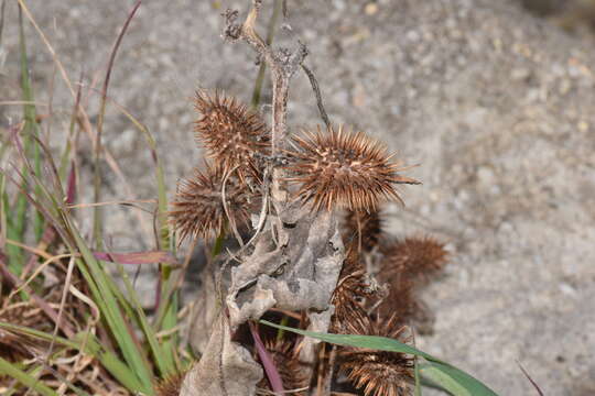 Imagem de Xanthium orientale L.