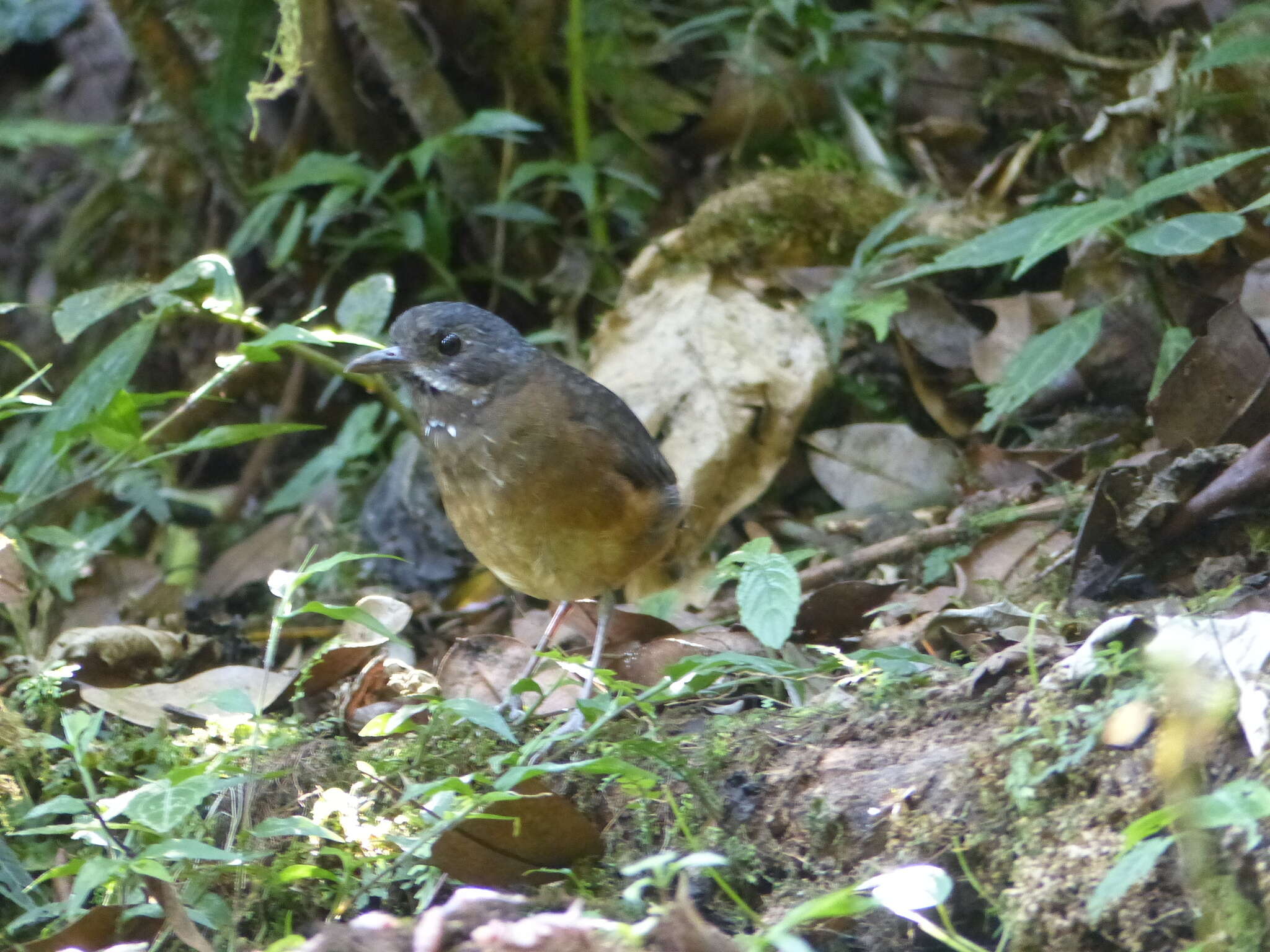 Image of Moustached Antpitta