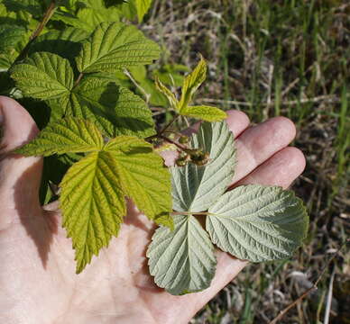 Image of Rubus sachalinensis H. Lév.