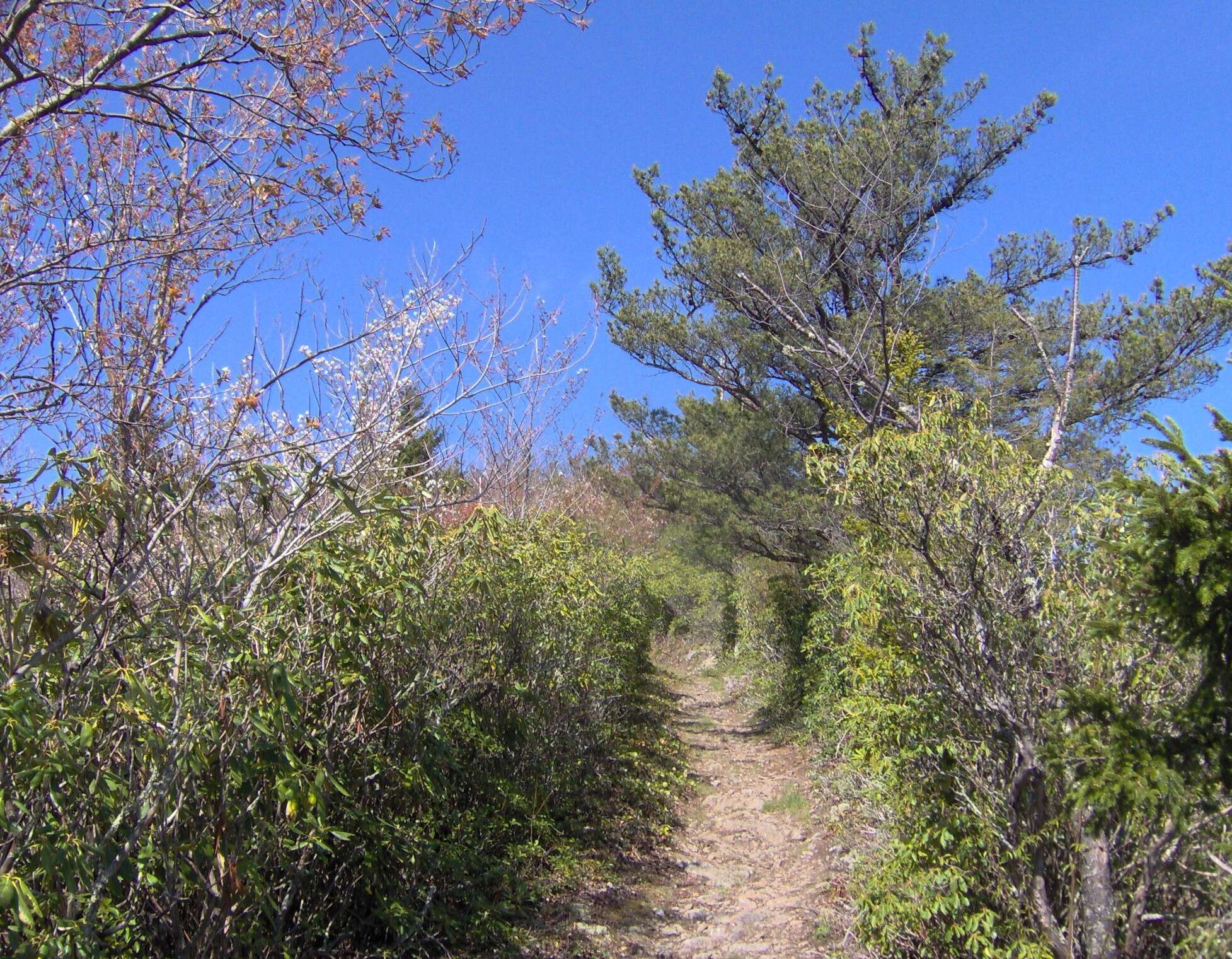 Image of Hickory Pine