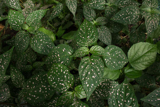 Image of polkadot-plant