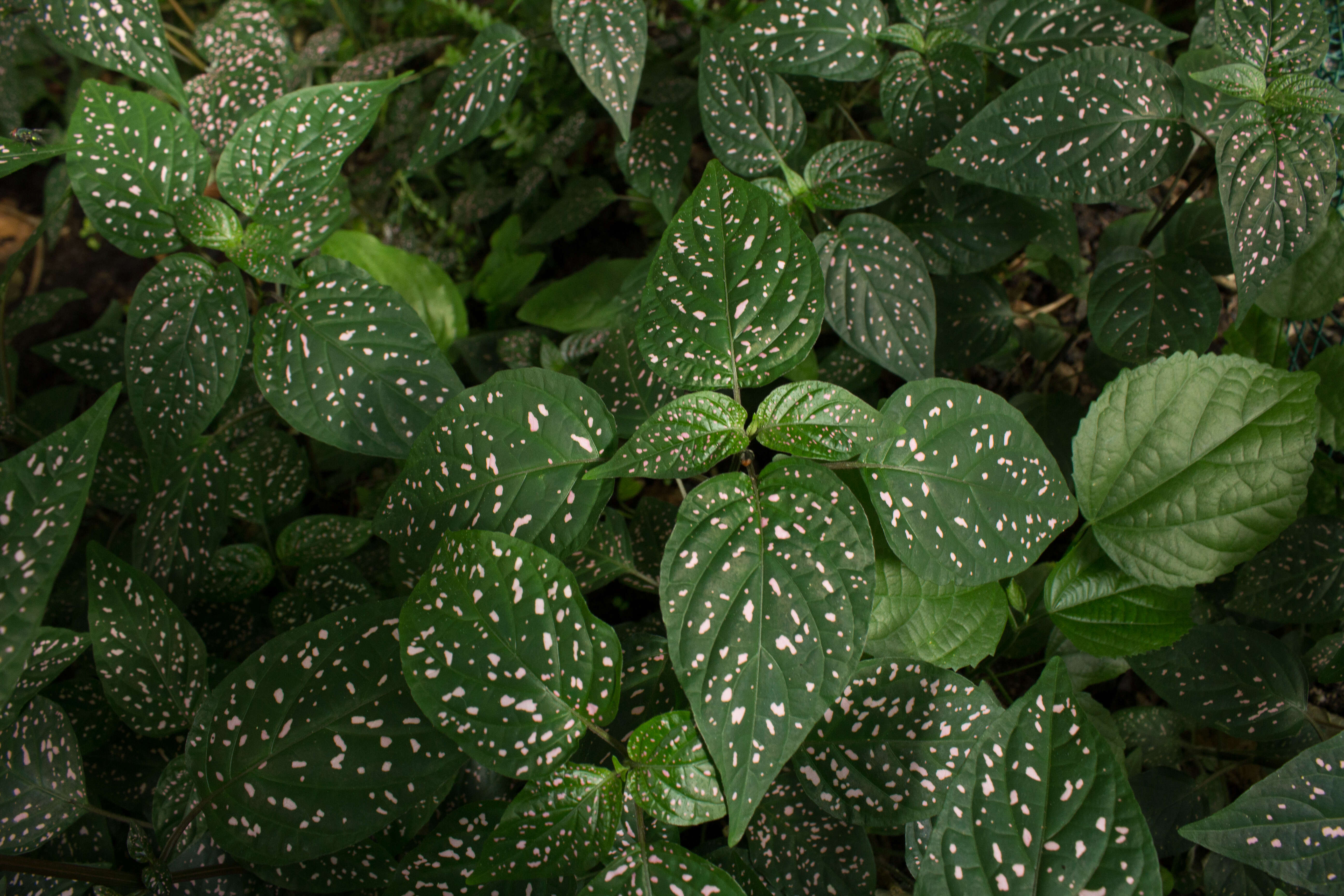 Hypoestes phyllostachya Baker resmi