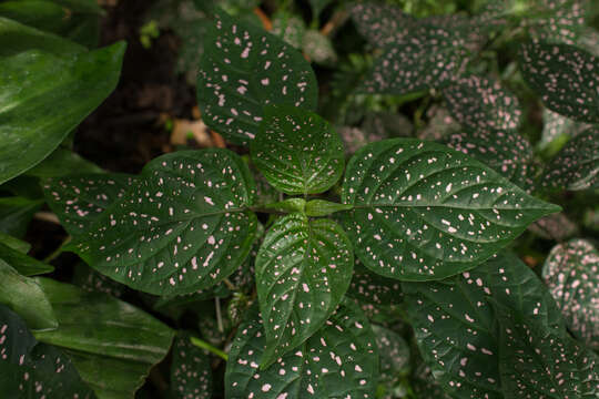 Image of polkadot-plant