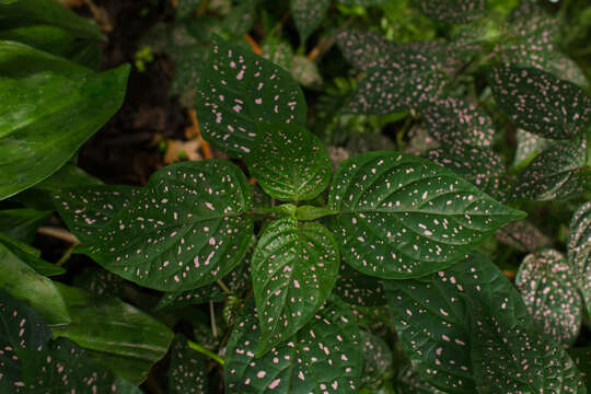 Image of polkadot-plant