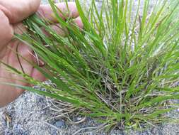 Image of starved panicgrass