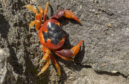 Image de Gecarcinus ruricola (Linnaeus 1758)