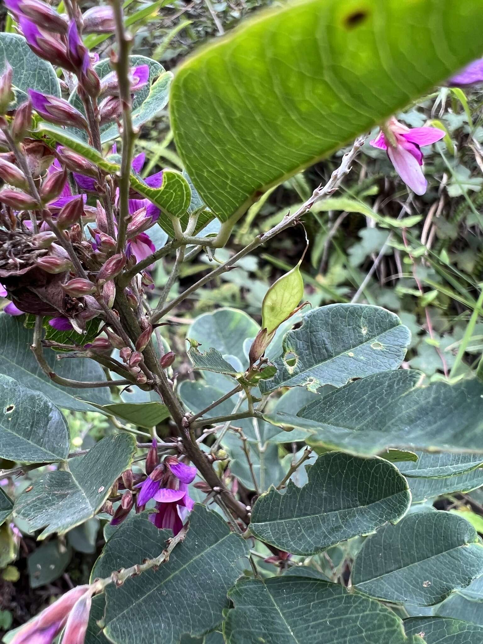 Sivun Lespedeza thunbergii (DC.) Nakai kuva