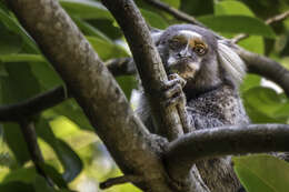 Image of Common Marmoset