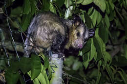 Image of Black-eared Opossum