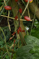 Image of Clock vine