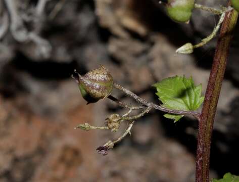 Image of Asphondylia scrophulariae (Schiner 1856)