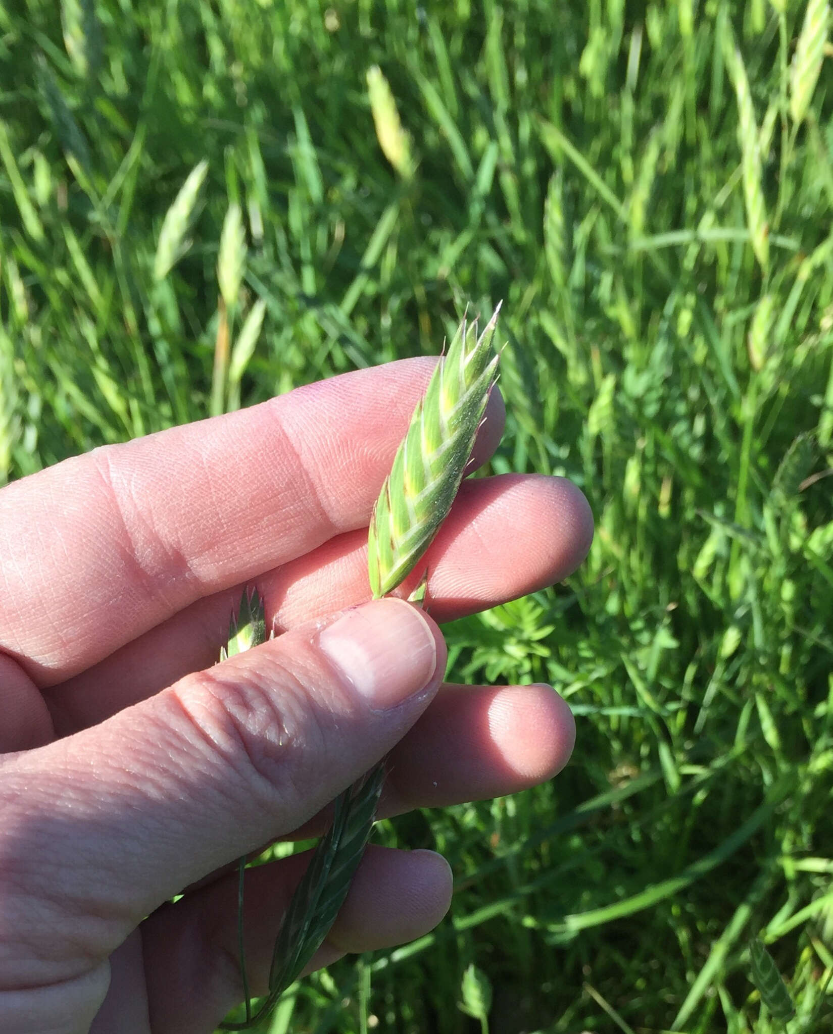 Image of perennial ryegrass