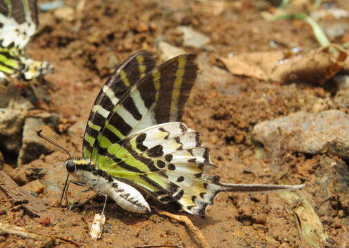 Image of Five-bar Swordtail