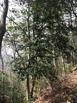 Image of camellia