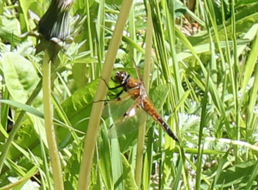 Image of Four-spotted Chaser