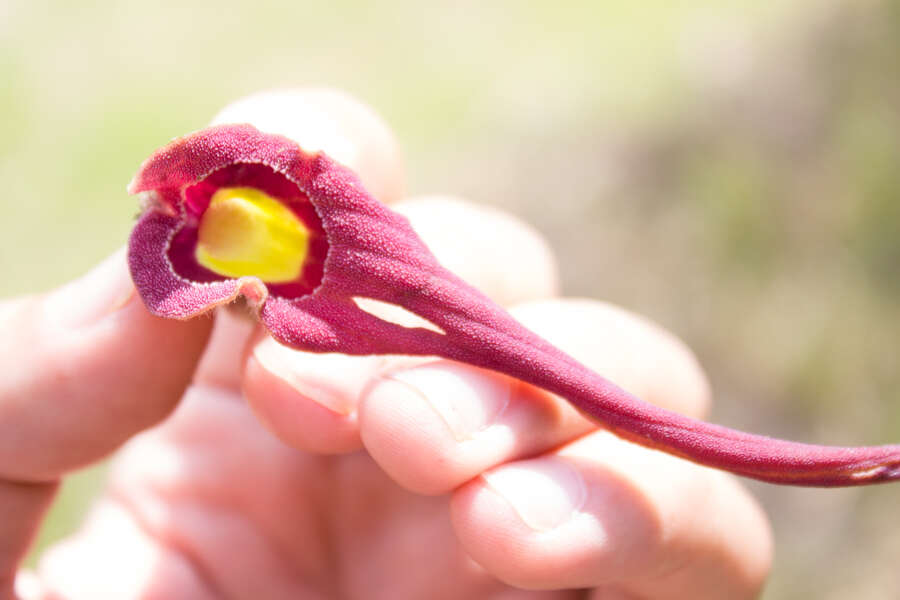 Image of Aristolochia foetida Kunth