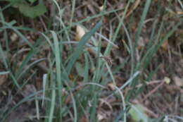 Image of Carex salticola J. R. Starr