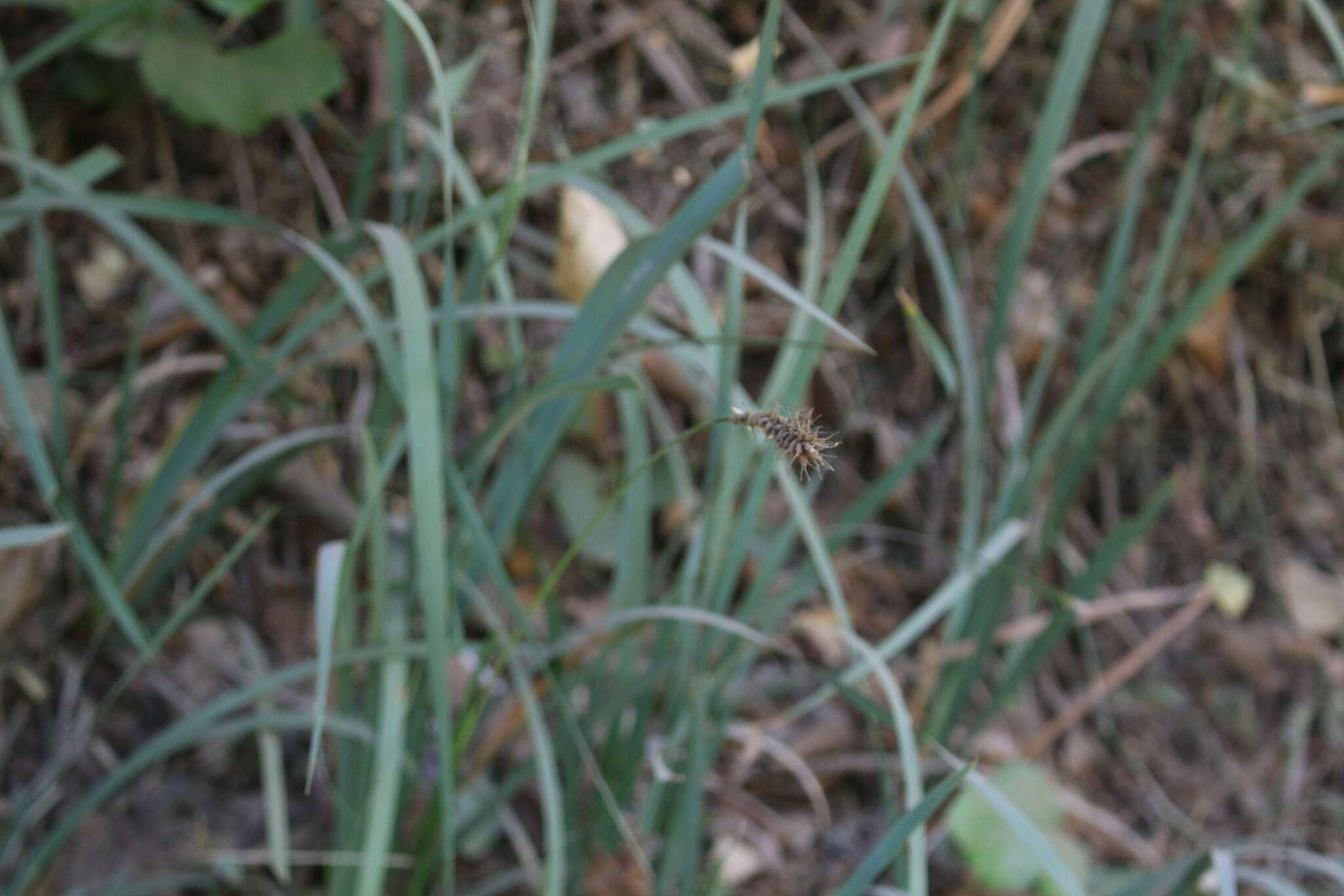 Image of Carex salticola J. R. Starr