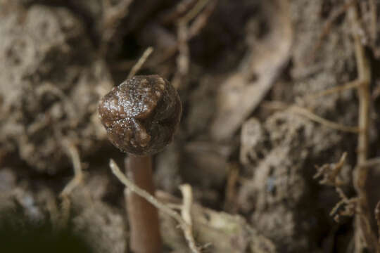 Image of Gastrodia pubilabiata Y. Sawa