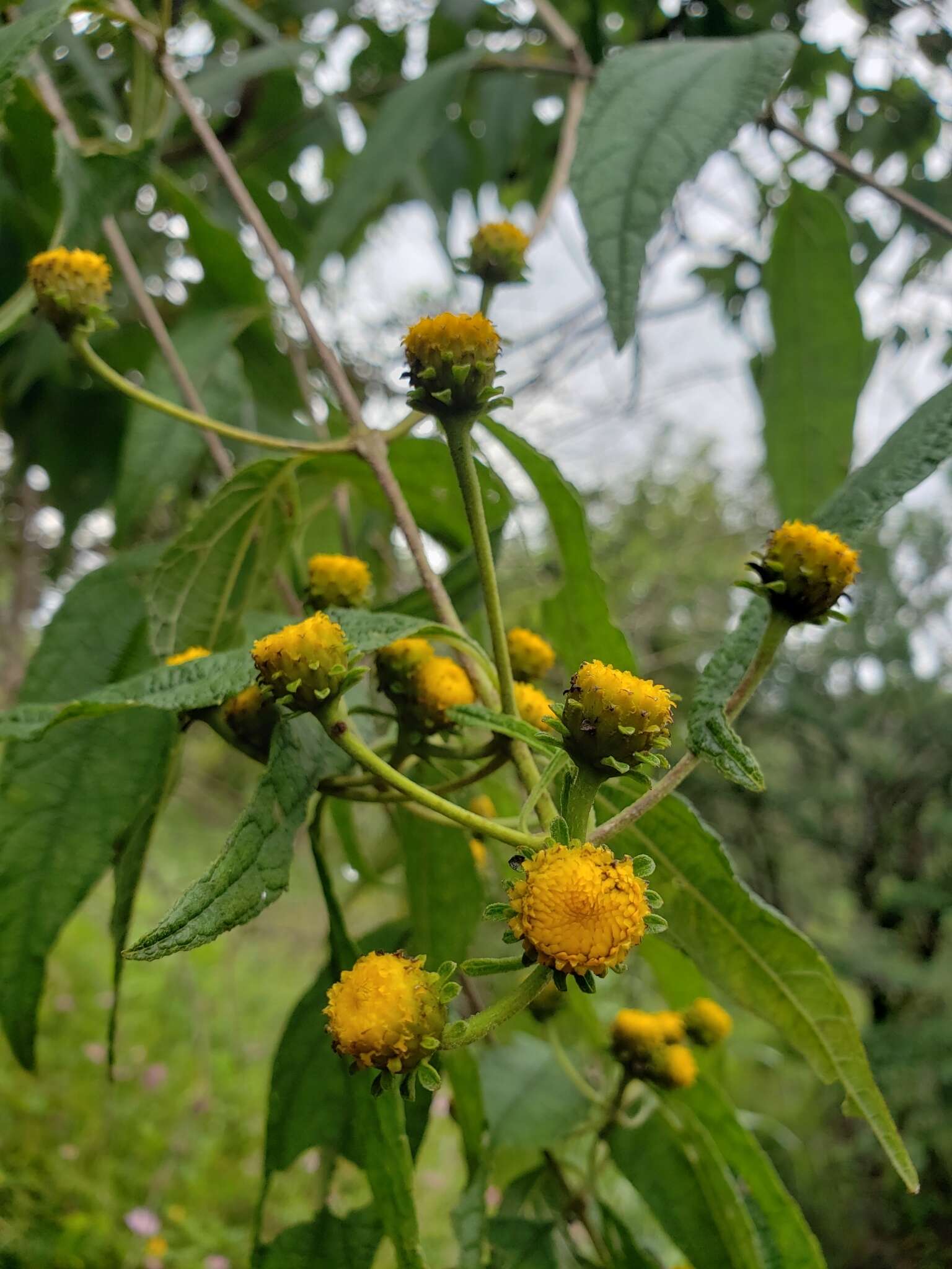 Plancia ëd Otopappus epaleaceus Hemsl.