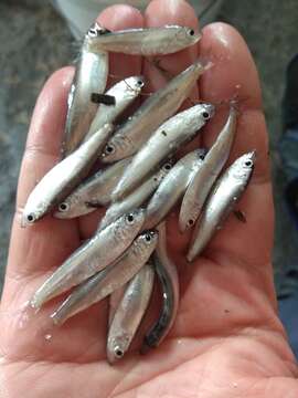 Image of Black and Caspian Sea sprat