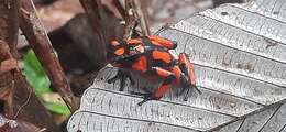 Image of Oophaga solanensis Posso-Terranova & Andrés 2018