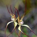 Image of Caladenia fuscolutescens Hopper & A. P. Br.