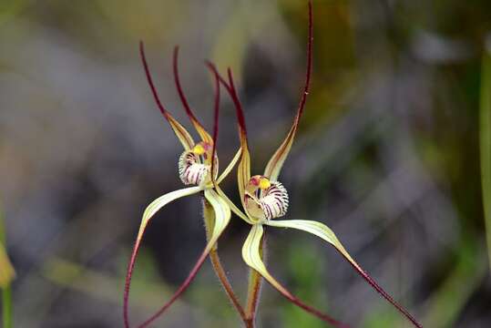 Caladenia fuscolutescens Hopper & A. P. Br.的圖片