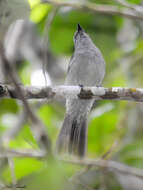 Image of Grayish Mourner