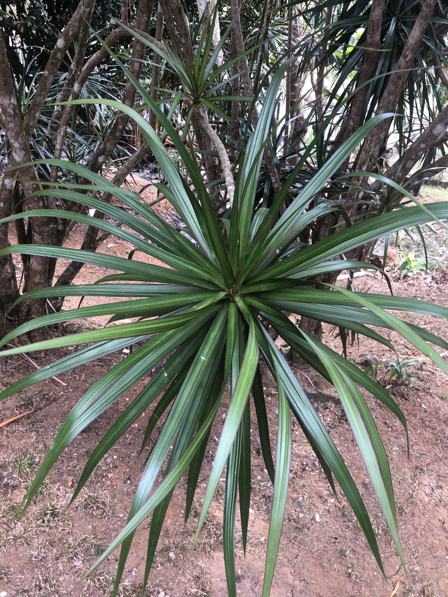 Plancia ëd Dracaena reflexa var. angustifolia Baker