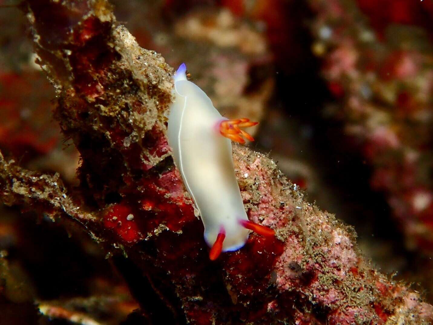 Image of White edge purple slug