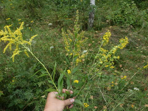 Image of <i>Solidago</i> × <i>niederederi</i>