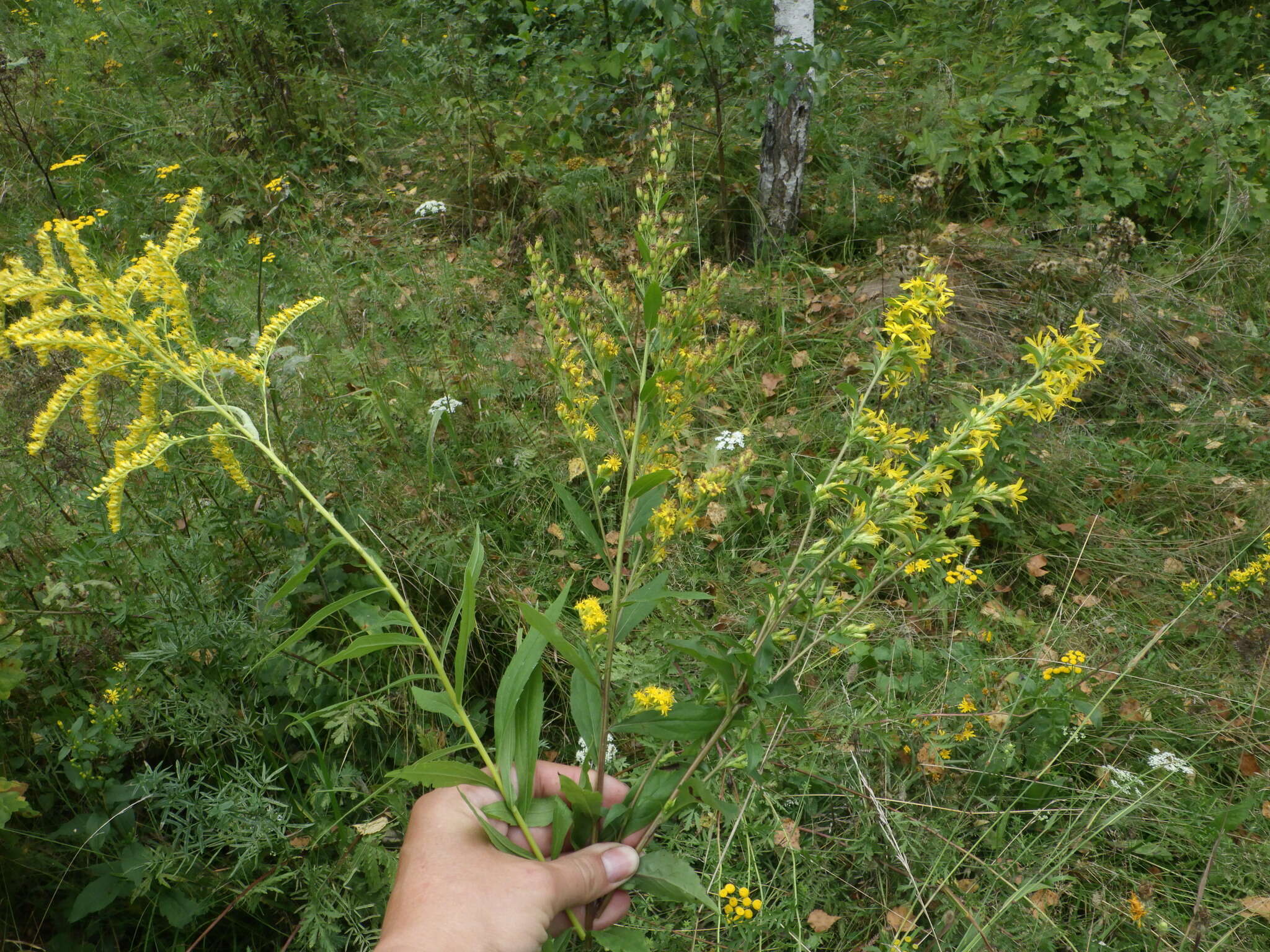 <i>Solidago</i> × <i>niederederi</i> resmi