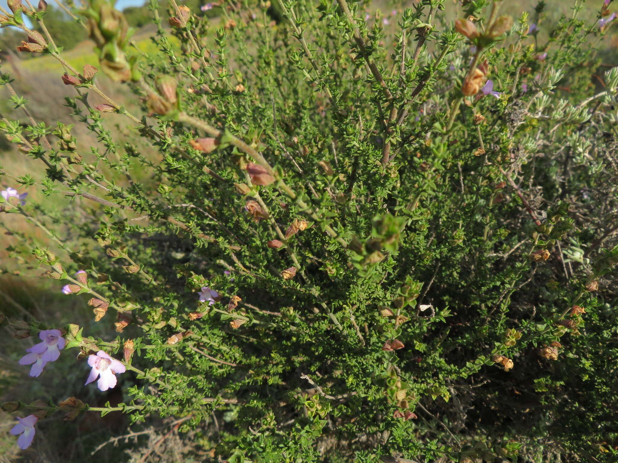 Prostanthera eurybioides F. Muell. resmi