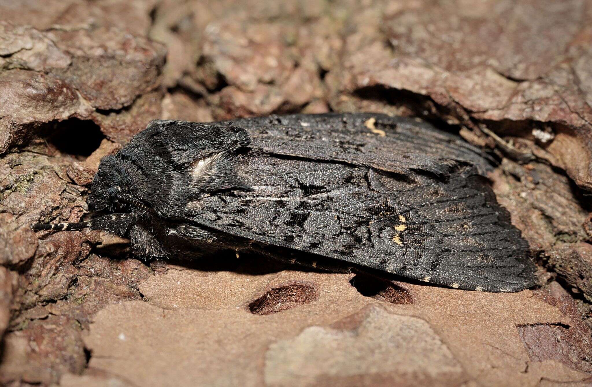 Image de noctuelle anthracite