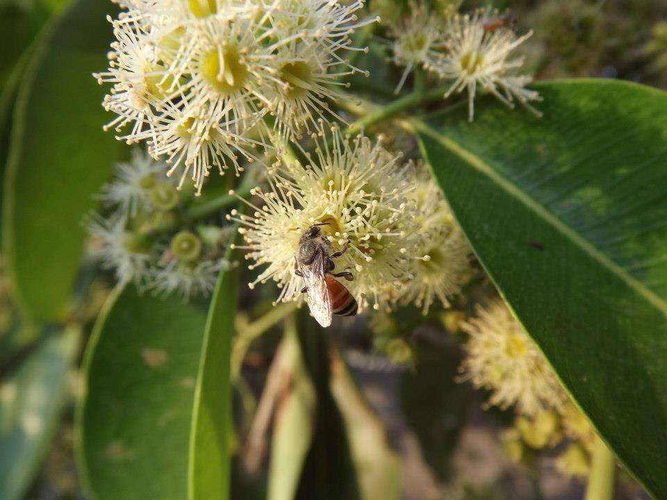 Image of Java plum