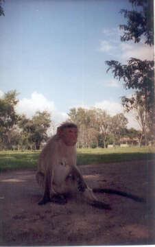 Image of Bonnet Macaque