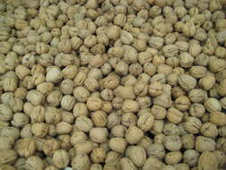 Image of Common walnut