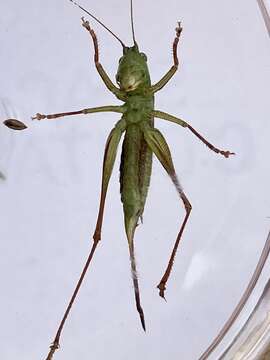 Image of Prairie Meadow Katydid