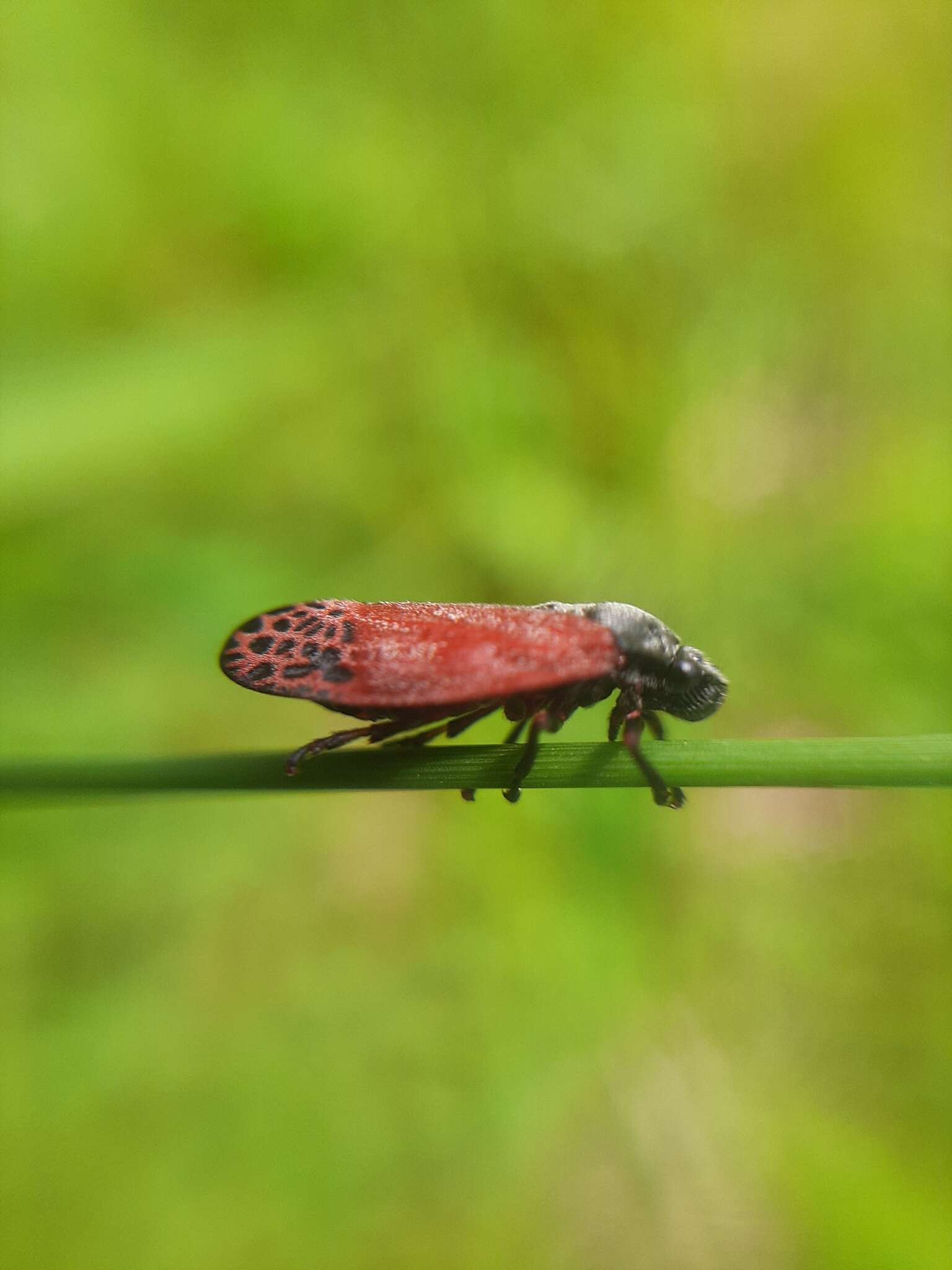 Imagem de Mahanarva (Mahanarva) rubripennis (Schmidt 1922)