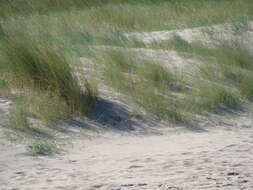 Image of European beachgrass