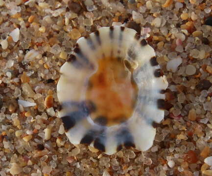 Image of China limpet