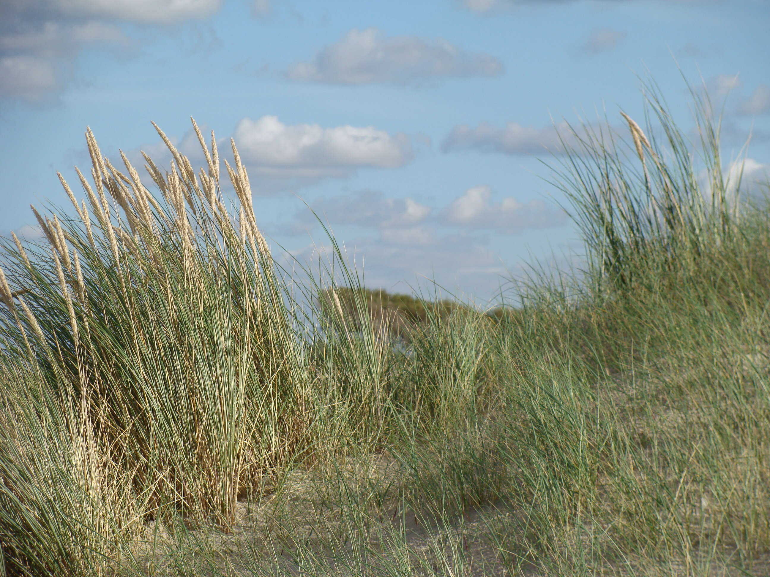 Image of European beachgrass