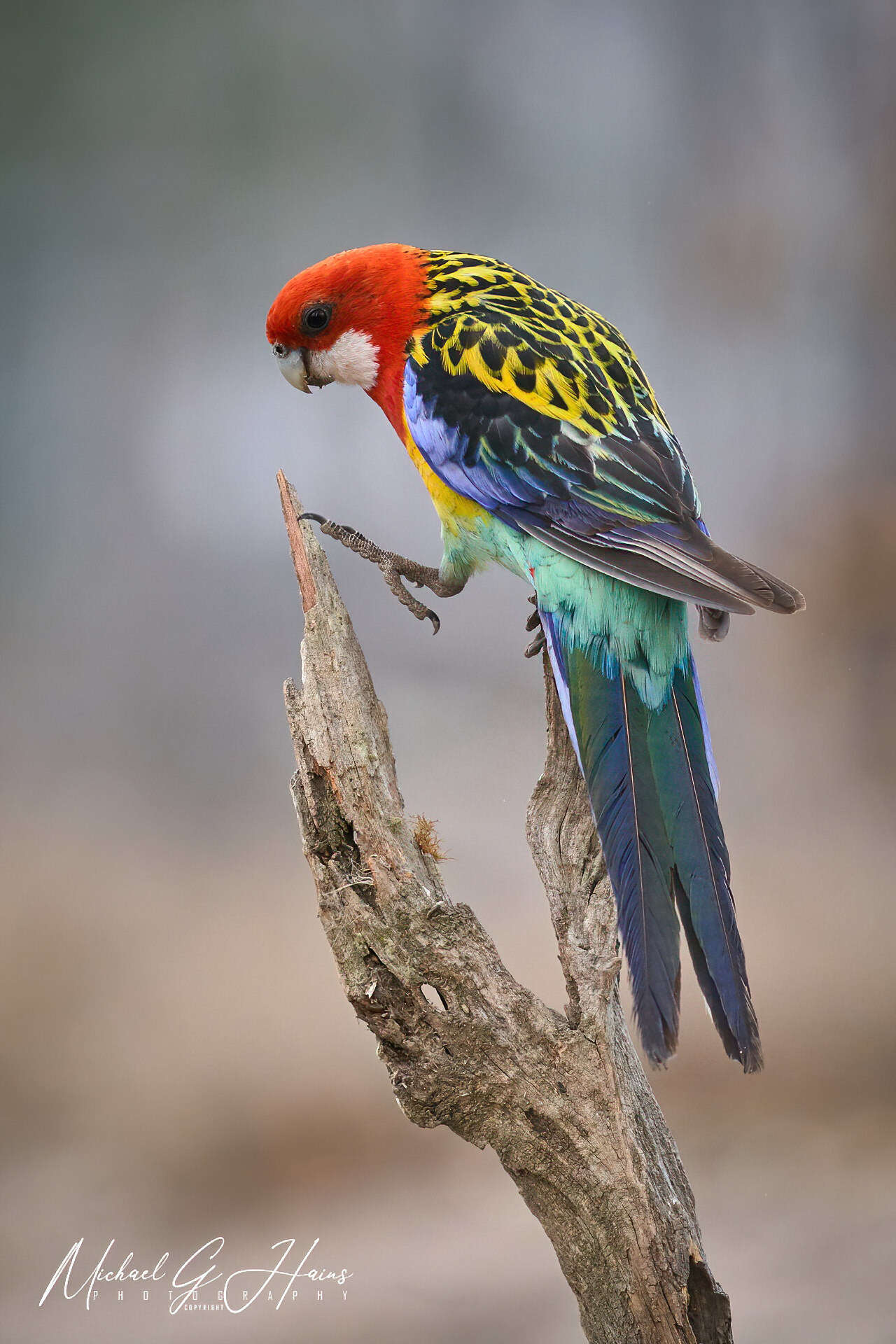 Image of Platycercus eximius elecica Schodde & Short 1989