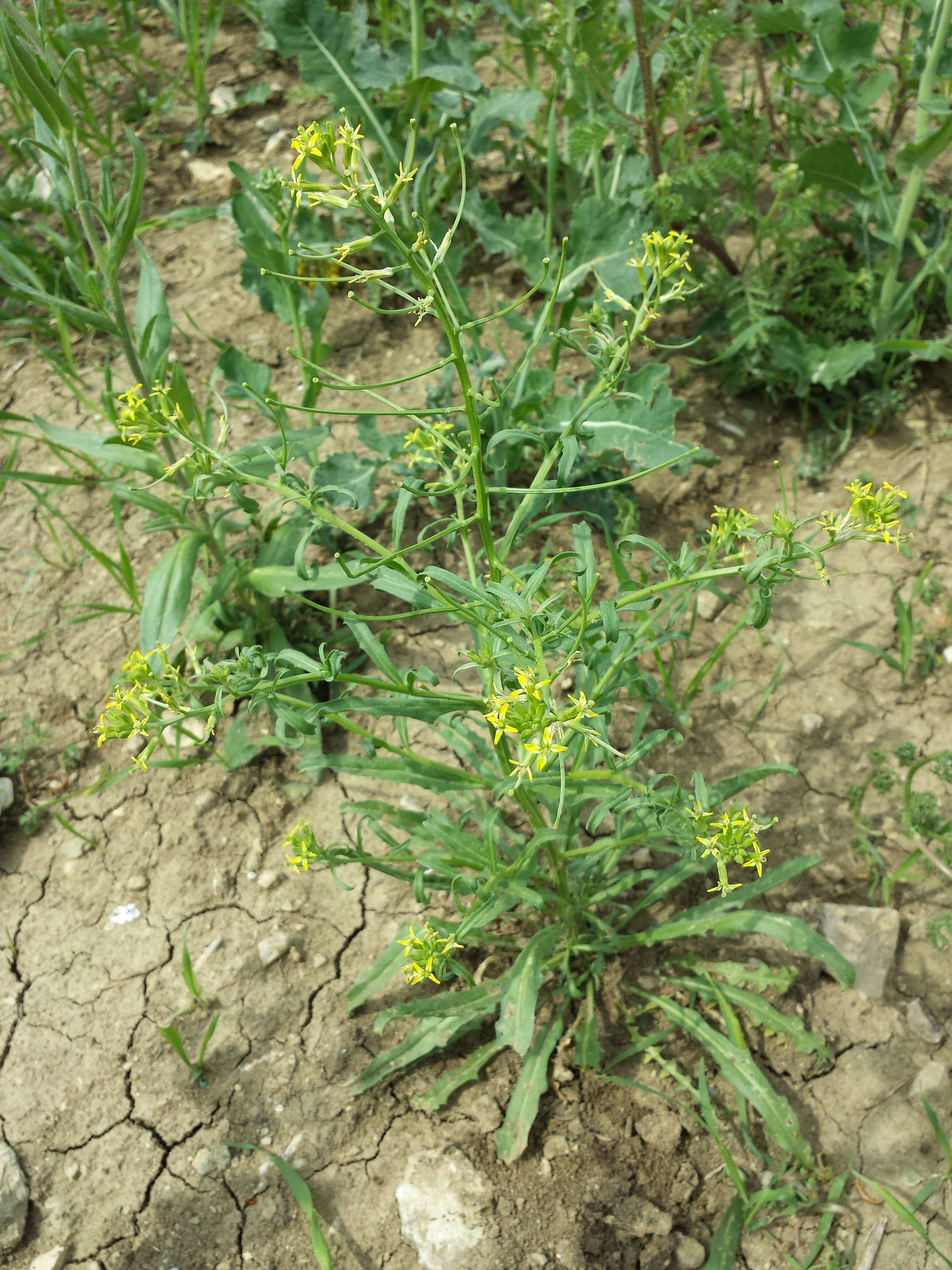 Image of bushy wallflower