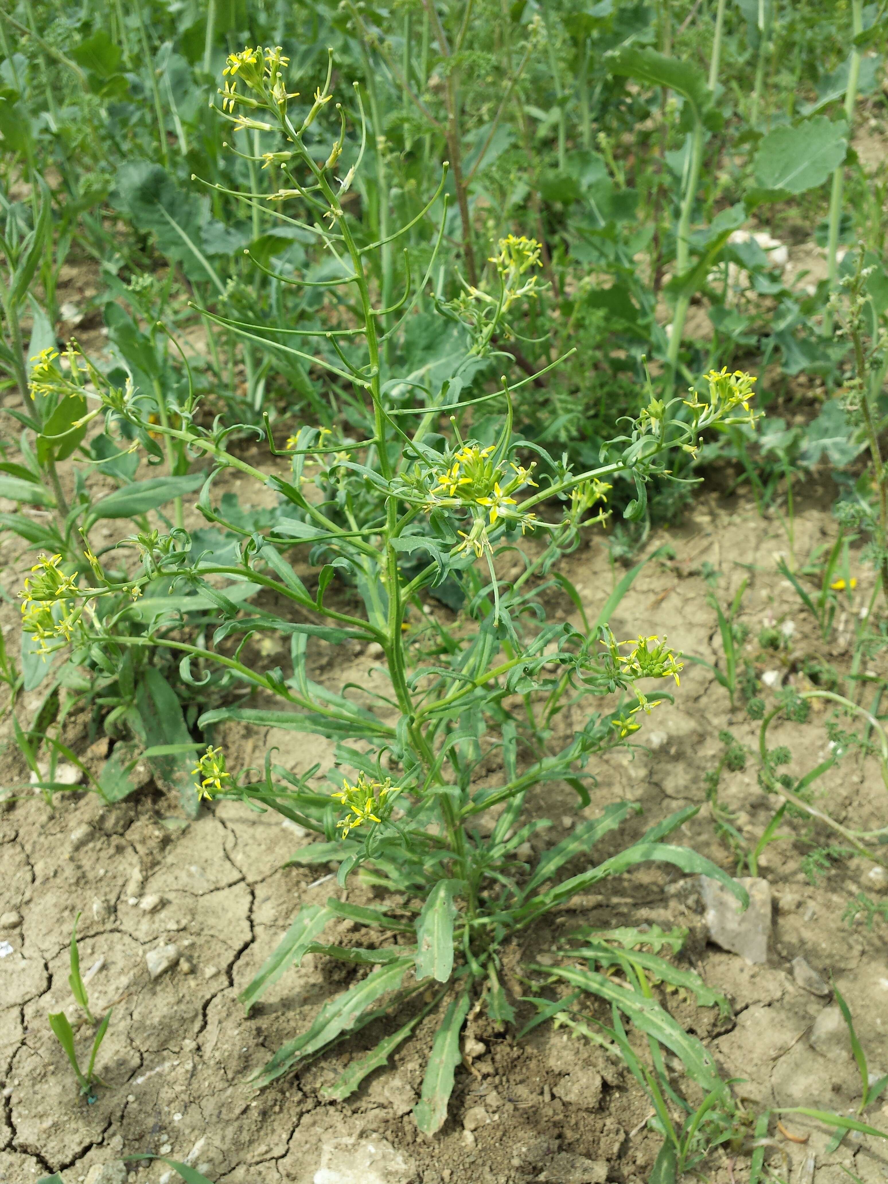 Image of bushy wallflower