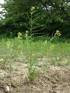 Image of bushy wallflower